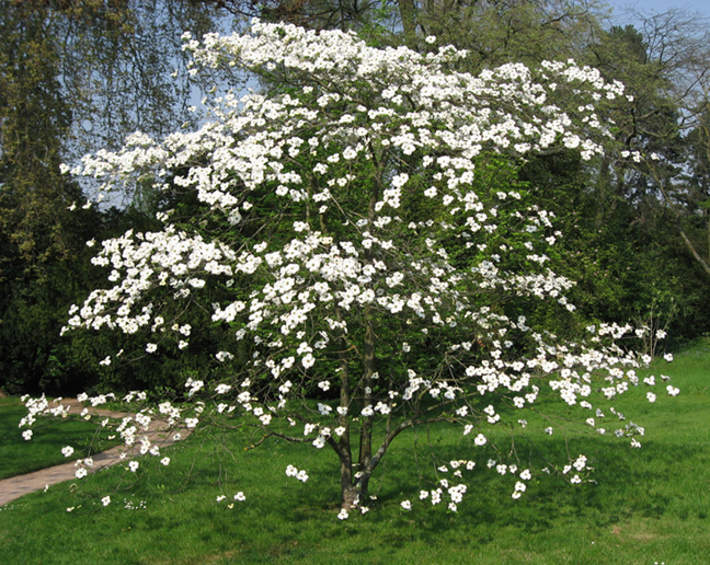 american_dogwood3s
